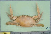 藏品(紅星梭子蟹)的圖片